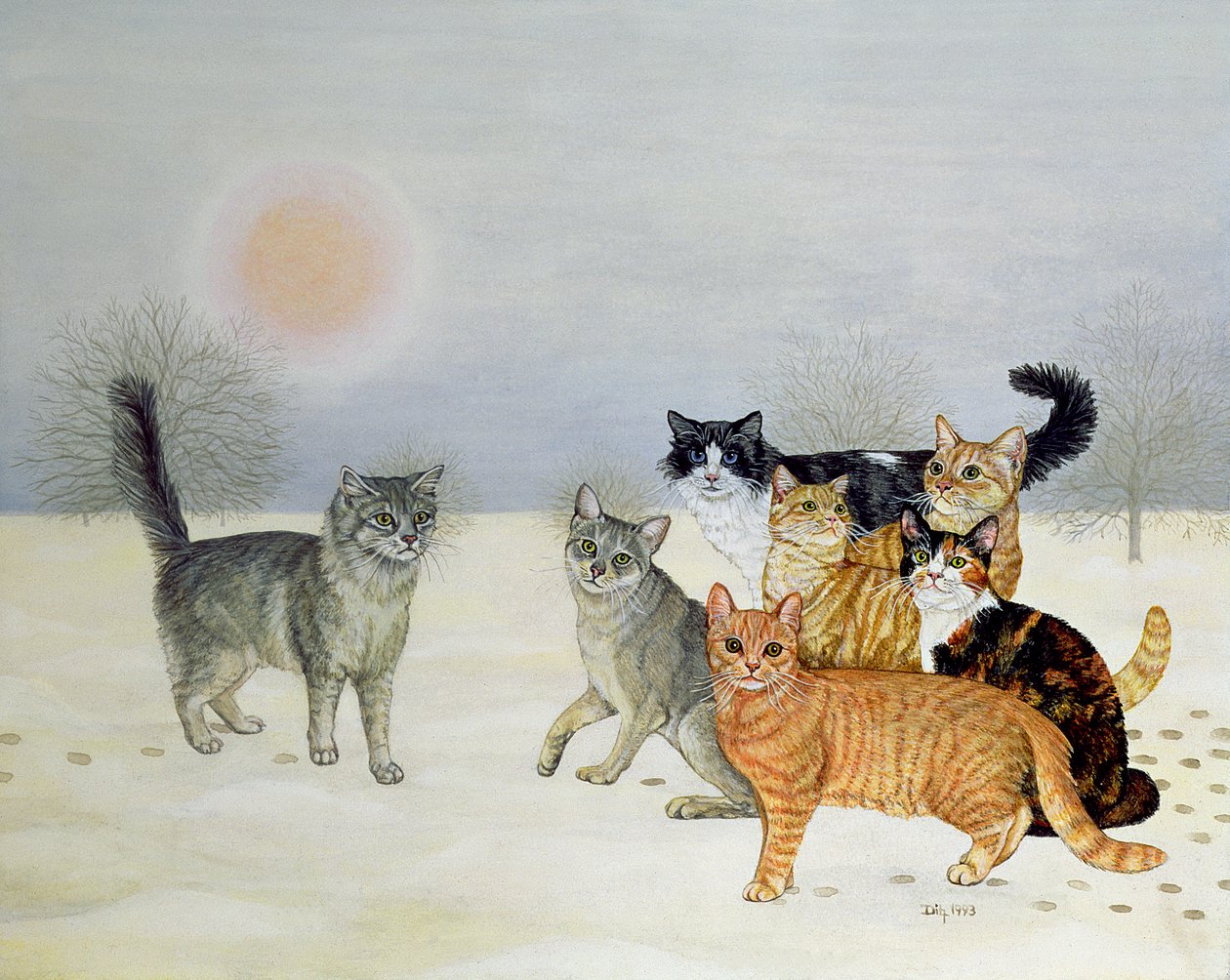 Vinter-katte af Ditz
