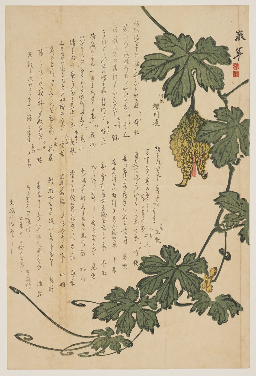 Bitter Melon, 1825 (træbloktryk i farver) af Dodo Hirotoshi