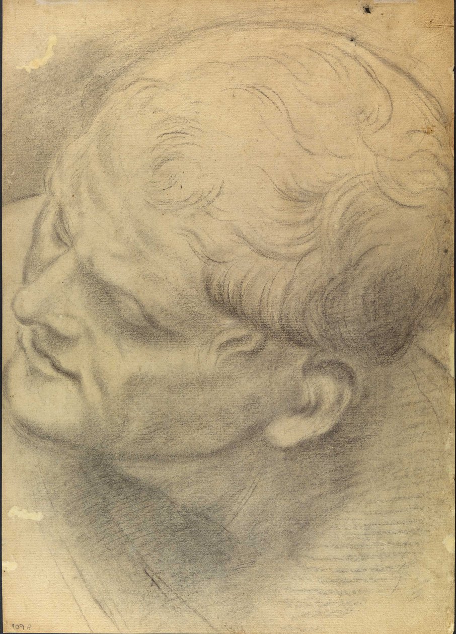 Skitse af et hanhoved set oppefra af Domenico Maria Canuti
