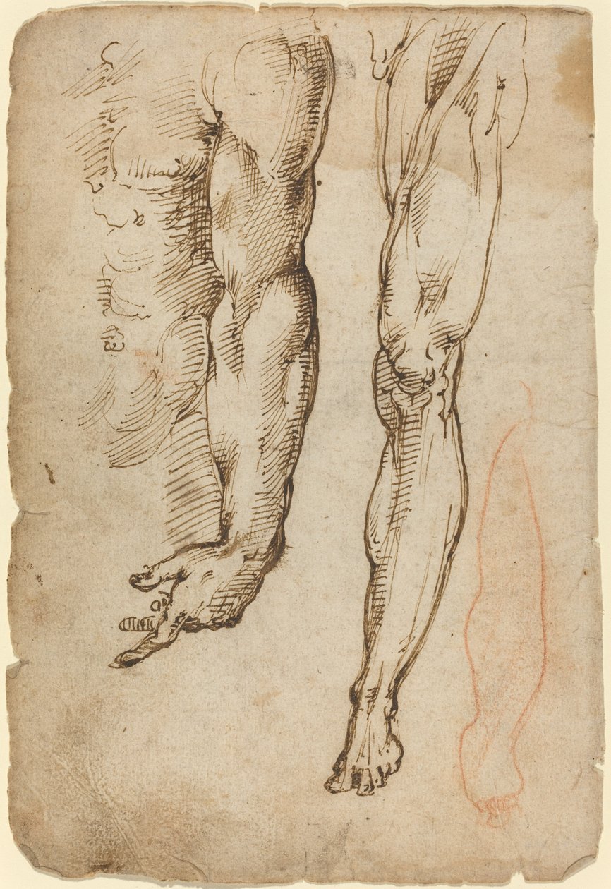 Anatomiske Studier af Domenico Beccafumi