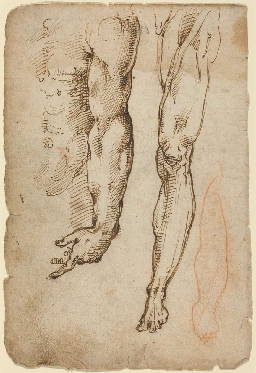 Anatomiske undersøgelser af Domenico Beccafumi