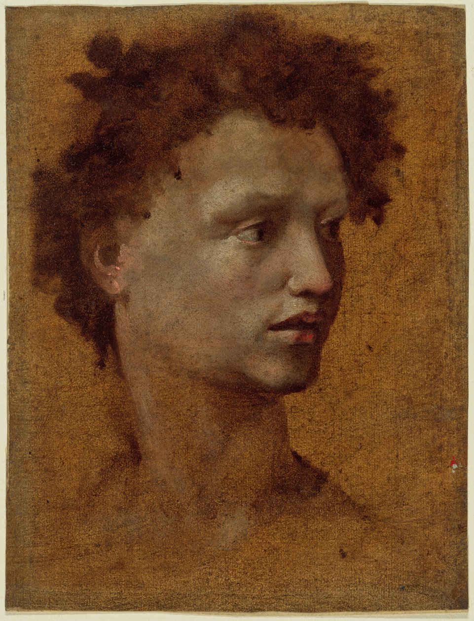 Leder af en ungdomsorganisation af Domenico Beccafumi