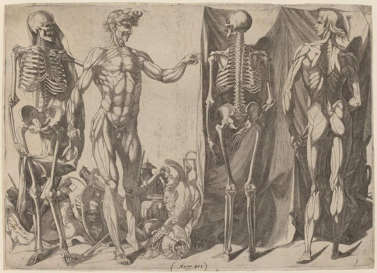Skeletter og flåede, ca. 1540-1545. af Domenico del Barbiere