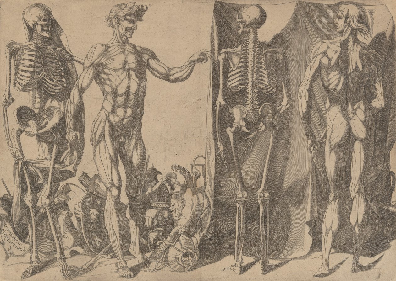 To flåede mænd og deres skeletter, ca. 1540-45. af Domenico del Barbiere