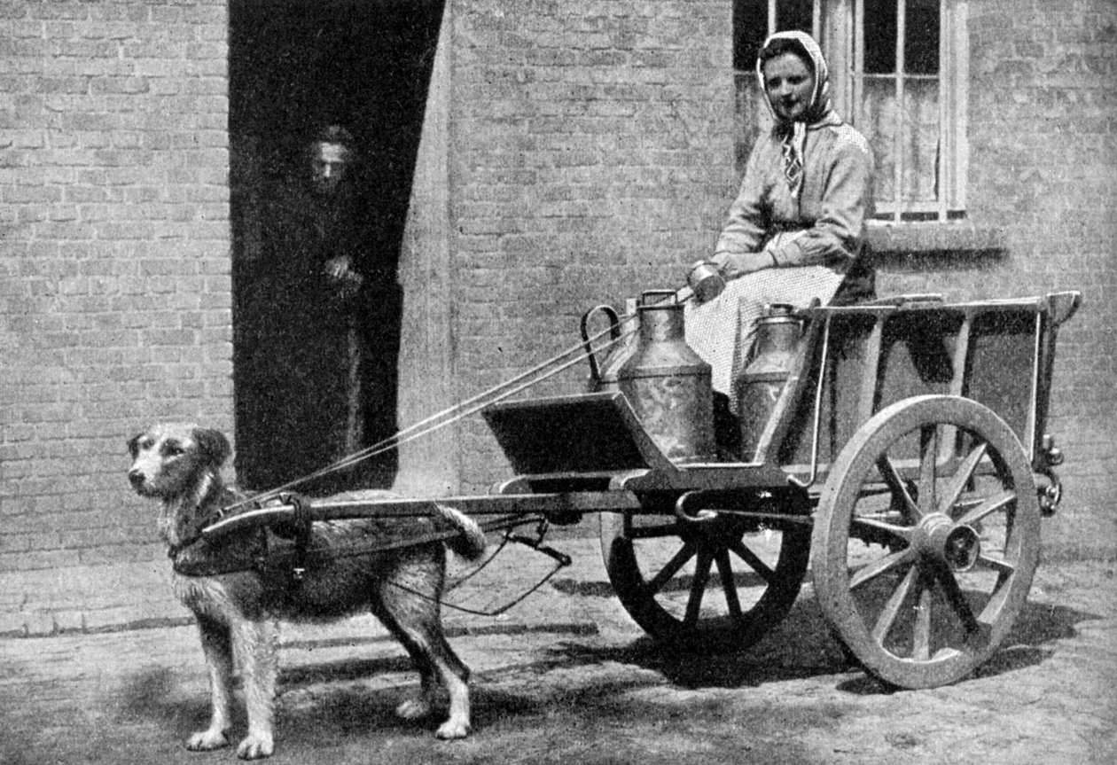 En belgisk mælkekvinde på sin morgenrunde, Belgien, 1922. af Donald McLeish