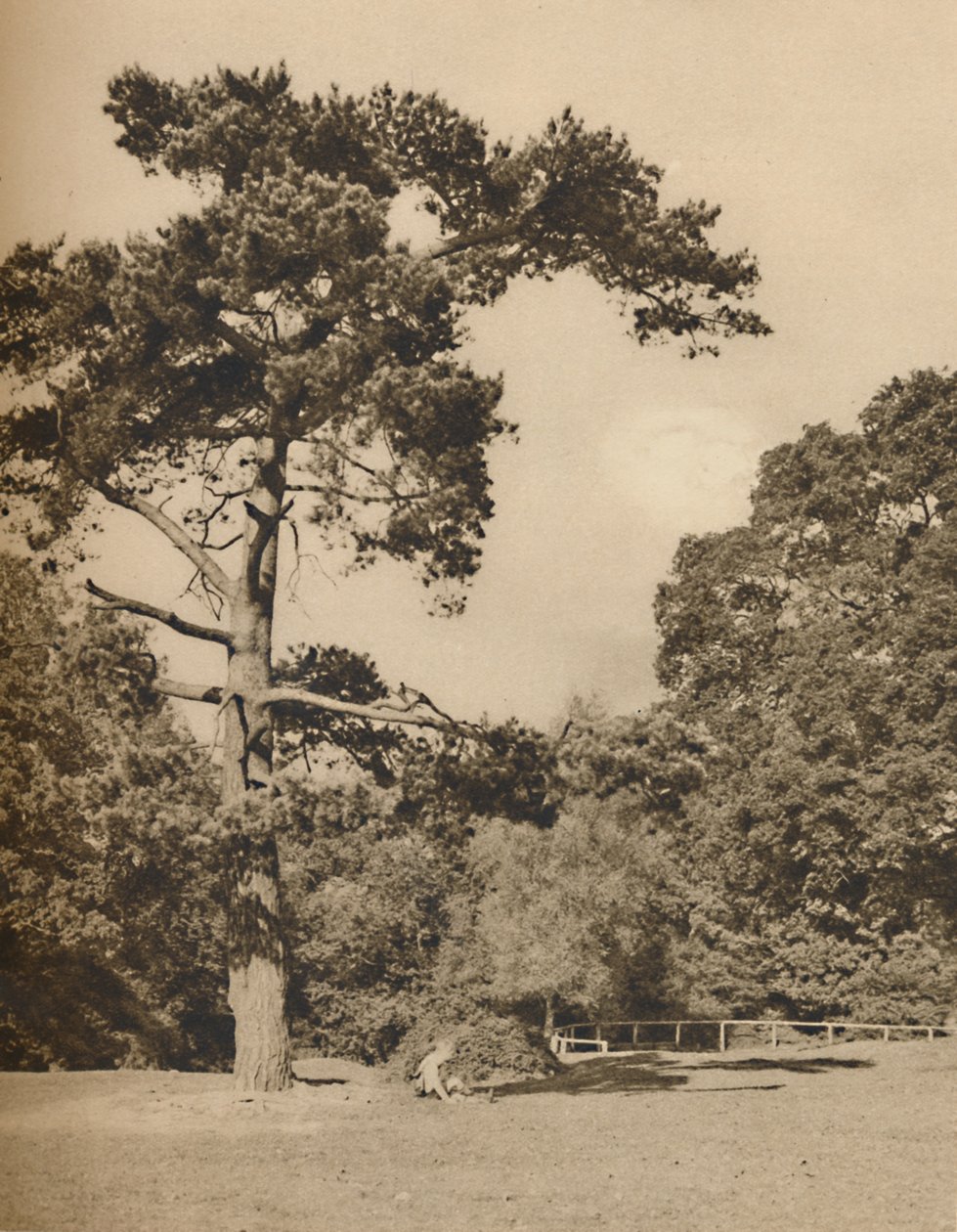 I Hadley Woods, rest af den gamle kongelige jagtskov i Enfield Chase, c1935. af Donald McLeish