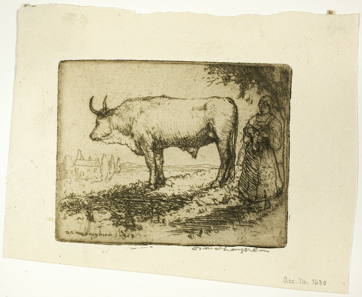 Den hvide okse af Donald Shaw MacLaughlan