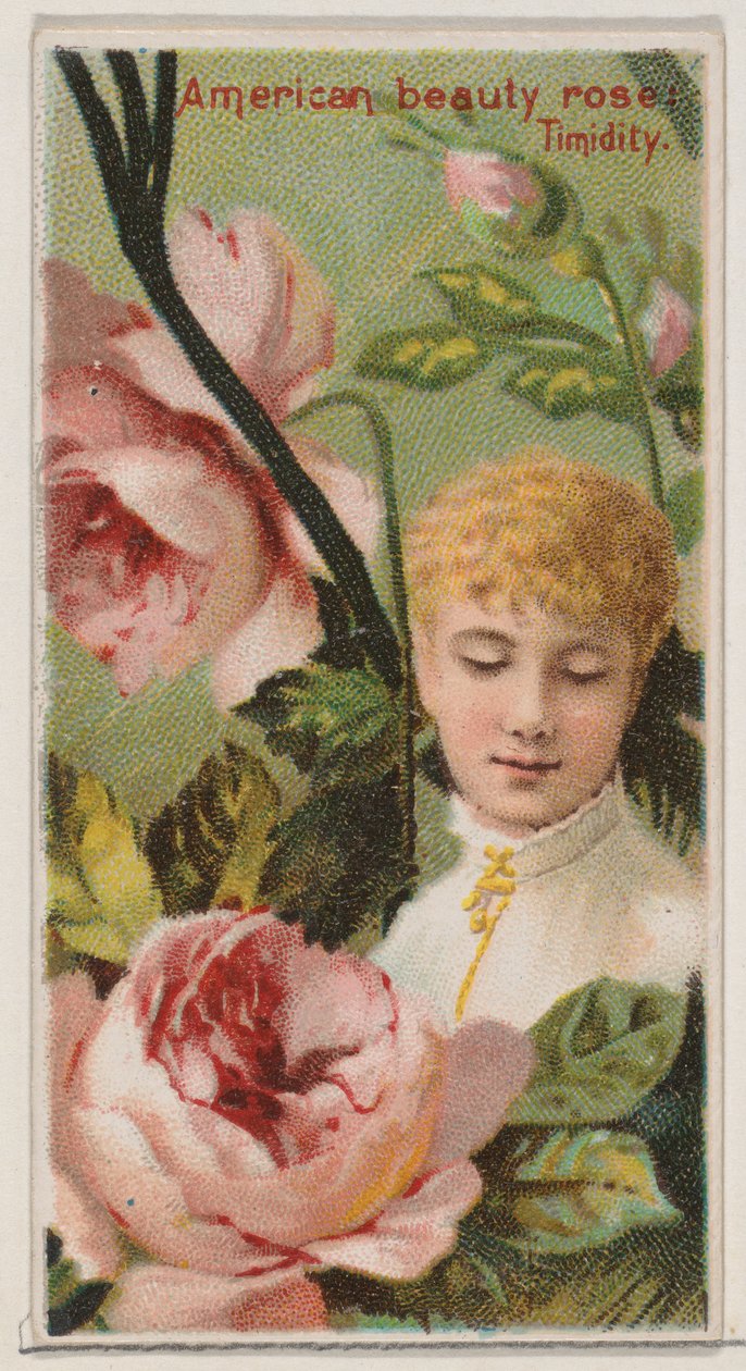 American Beauty Rose: Timidity, fra serien Floral Beauties and Language of Flowers N..., 1892. af Donaldson Brothers