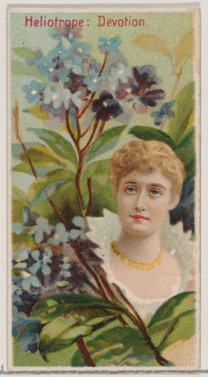 Heliotrope: Devotion, fra serien Floral Beauties and Language of Flowers N75 for Du..., 1892. af Donaldson Brothers