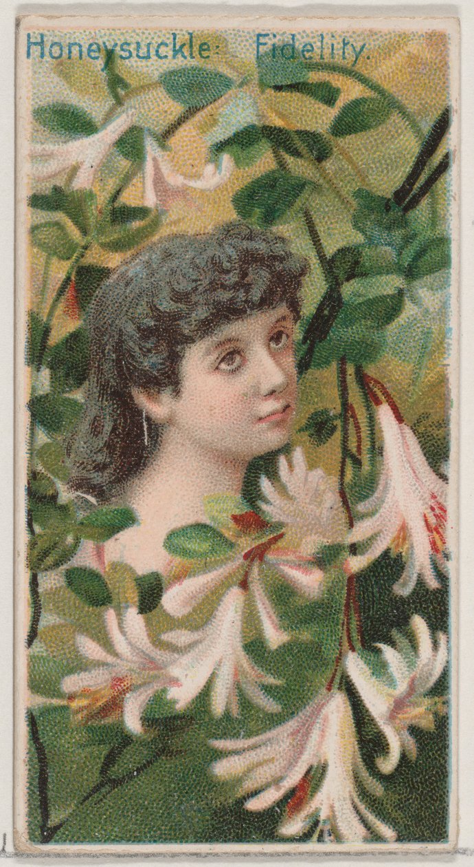 Honeysuckle: Fidelity, fra serien Floral Beauties and Language of Flowers N75 for D..., 1892. af Donaldson Brothers