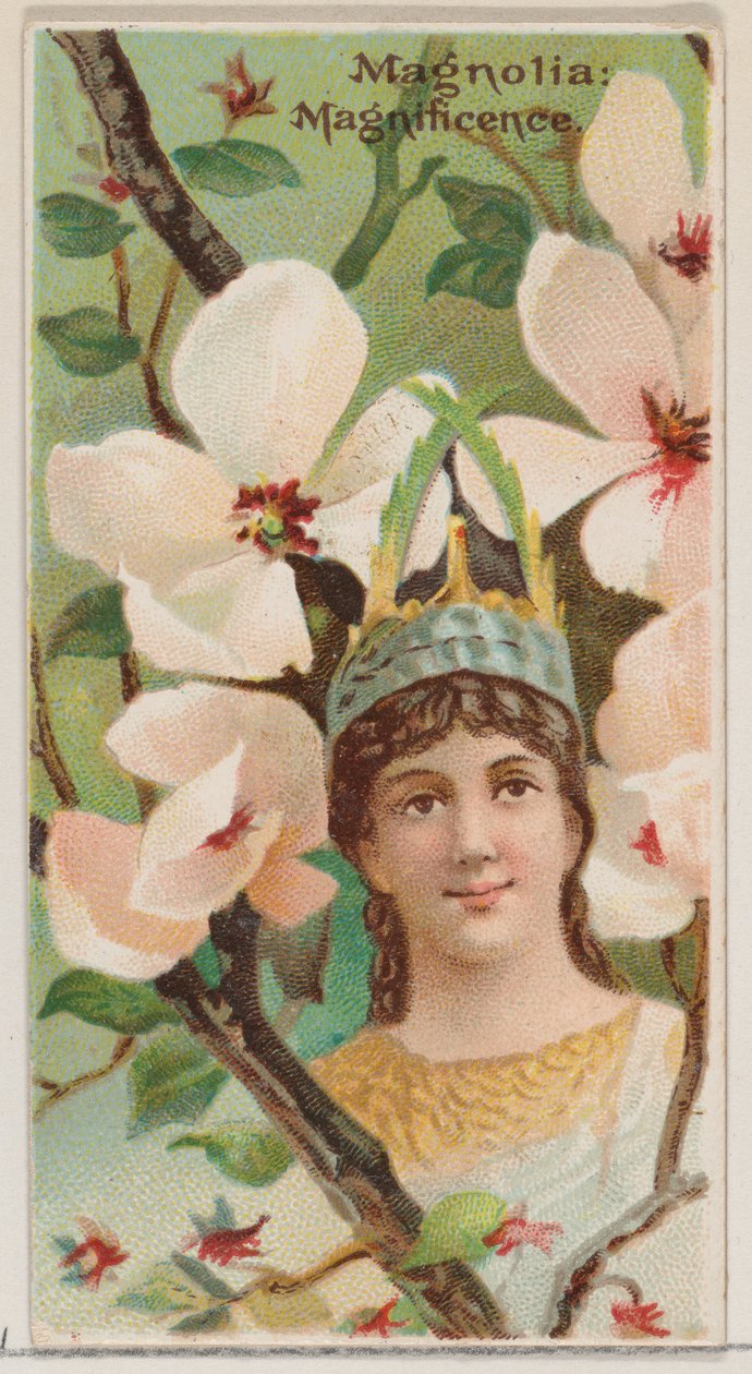 Magnolia: Magnificence, fra serien Floral Beauties and Language of Flowers N75 for ..., 1892. af Donaldson Brothers