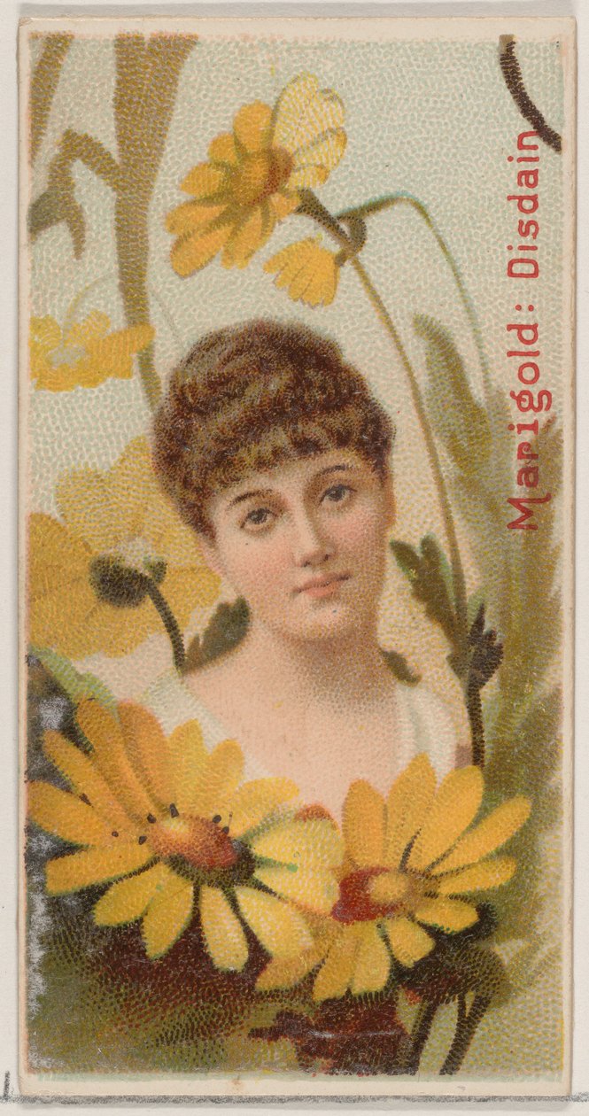 Marigold: Disdain, fra serien Floral Beauties and Language of Flowers N75 for Duke ..., 1892. af Donaldson Brothers