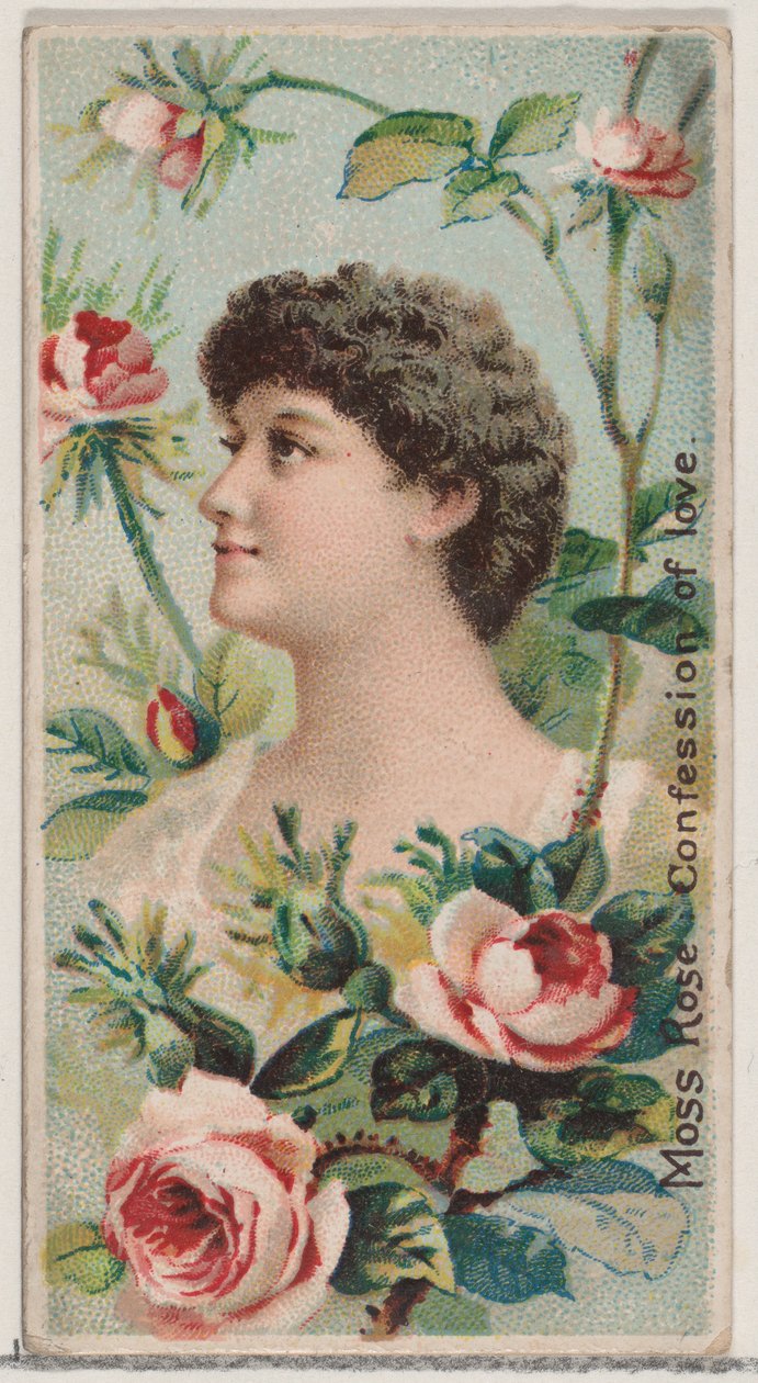 Moss Rose: Confession of Love, fra serien Floral Beauties and Language of Flowers N7..., 1892. af Donaldson Brothers