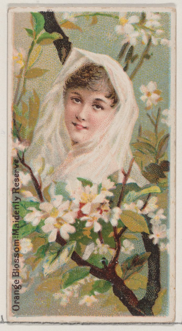 Orange Blossom: Maidenly Reserve, fra serien Floral Beauties and Language of Flowers ..., 1892. af Donaldson Brothers