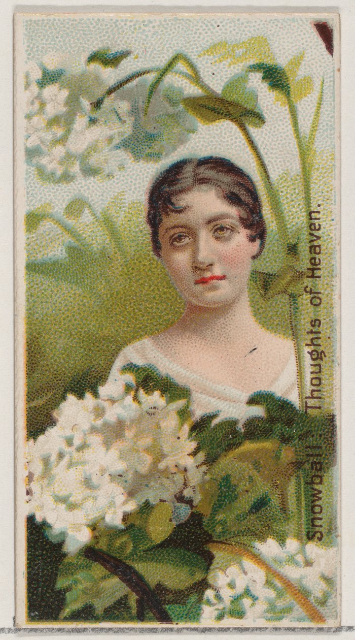 Snowball: Thoughts of Heaven, fra serien Floral Beauties and Language of Flowers N75..., 1892. af Donaldson Brothers