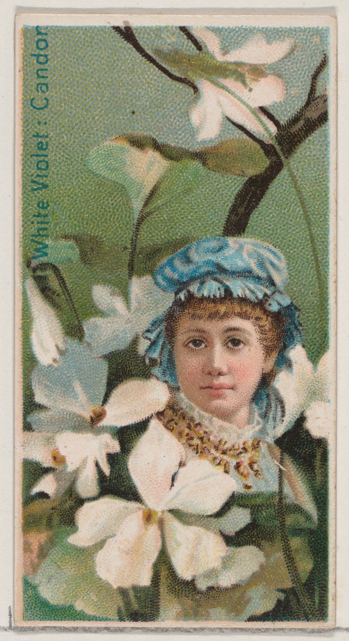 White Violet: Candor, fra serien Floral Beauties and Language of Flowers N75 for Du..., 1892. af Donaldson Brothers