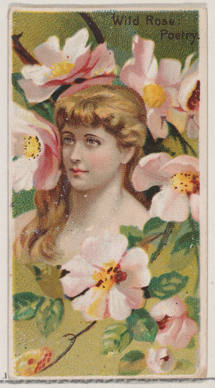 Wild Rose: Poetry, fra serien Floral Beauties and Language of Flowers N75 for Duke ..., 1892. af Donaldson Brothers