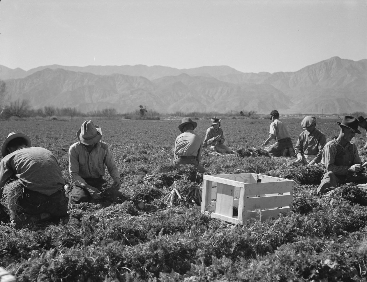 Gulerodsudtrækkere fra Texas, Oklahoma, Missouri, Arkansas og Mexico, Californien af Dorothea Lange