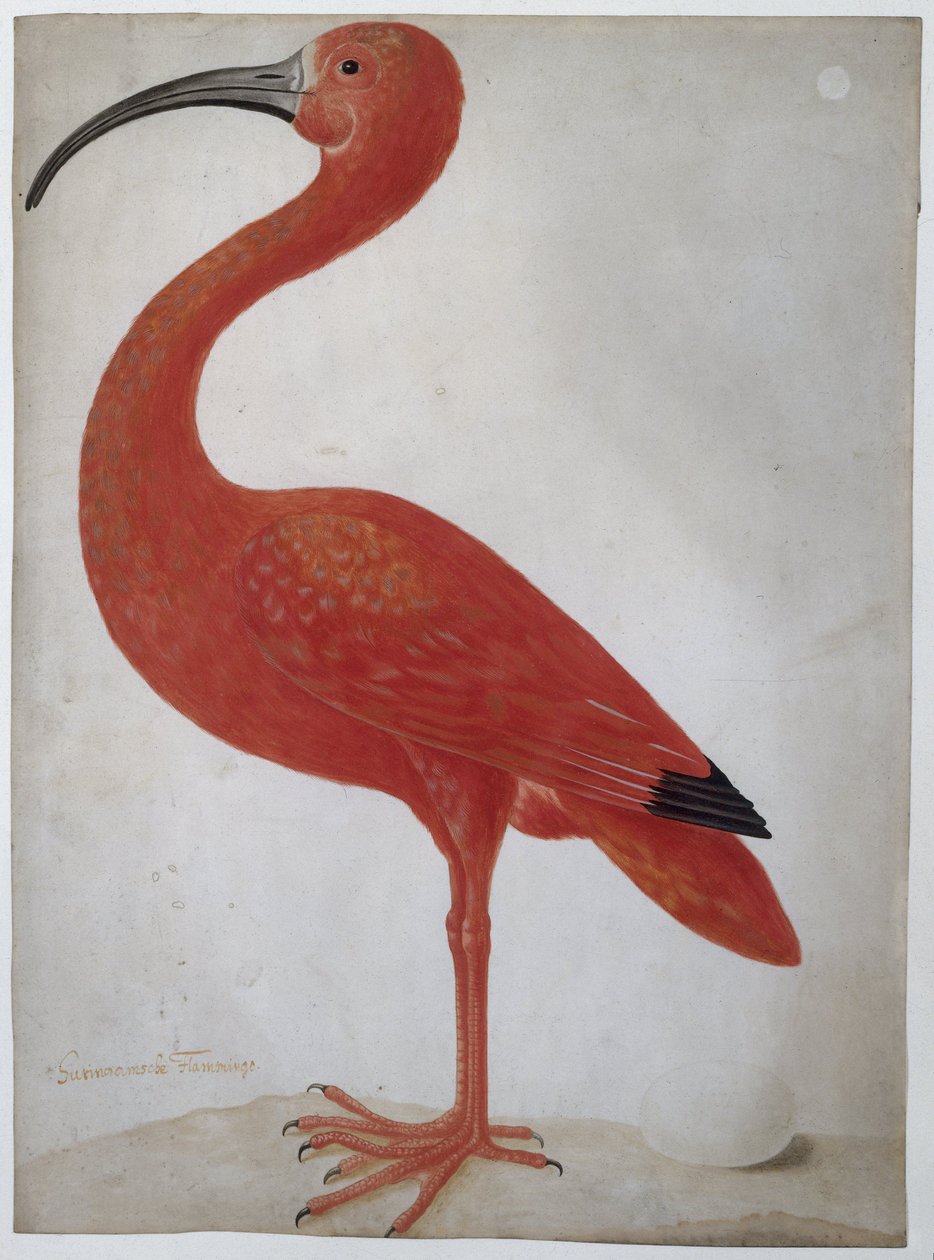 Scarlet Ibis med et æg af Dorothea Maria Henrietta (attr.to) Graff