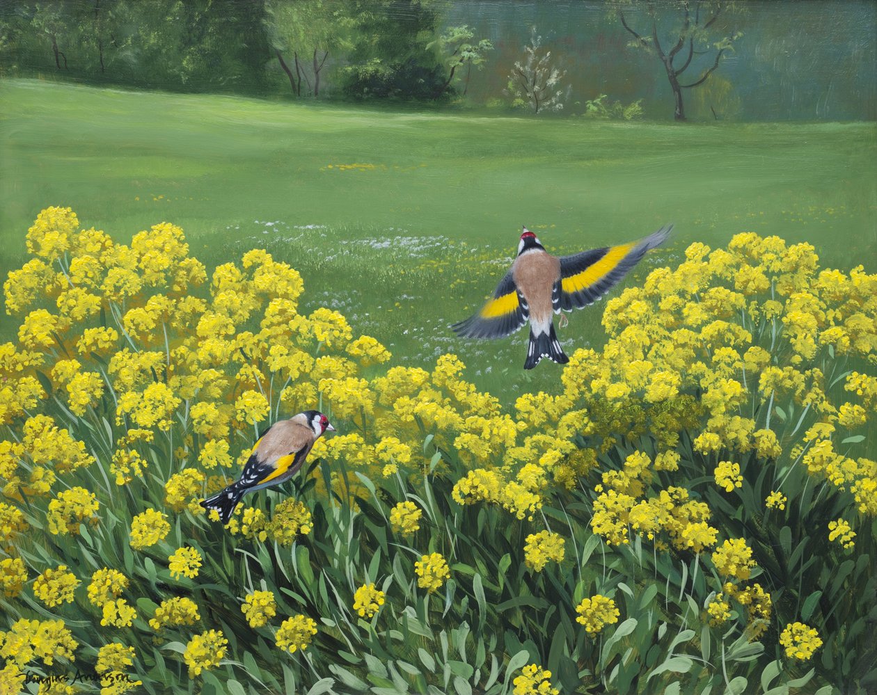 Goldfinches, 2000 (olie på plade) af Douglas Anderson