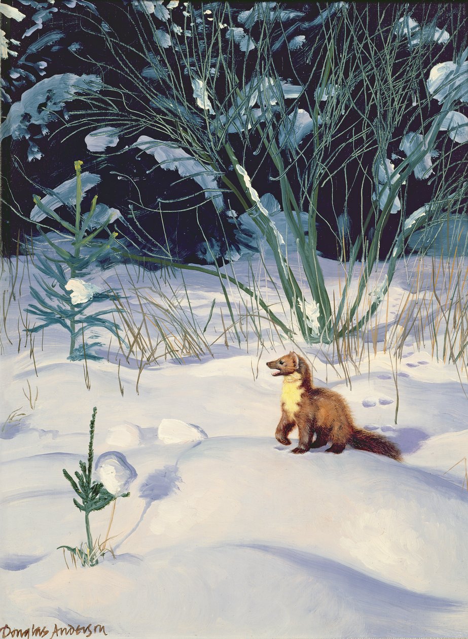 Skovmår i sne af Douglas Anderson