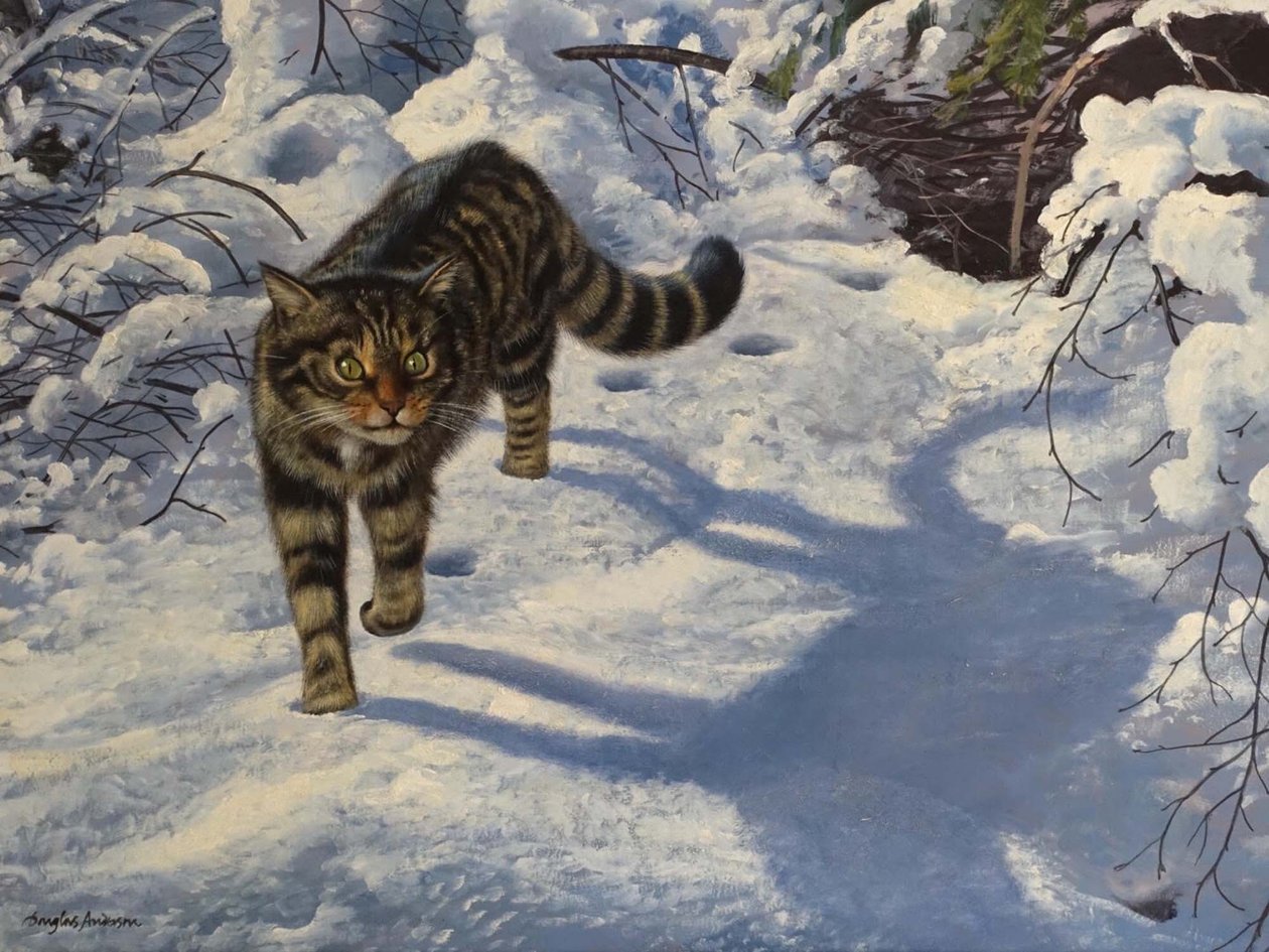 Skotsk vildkat (olie på lærred) af Douglas Anderson