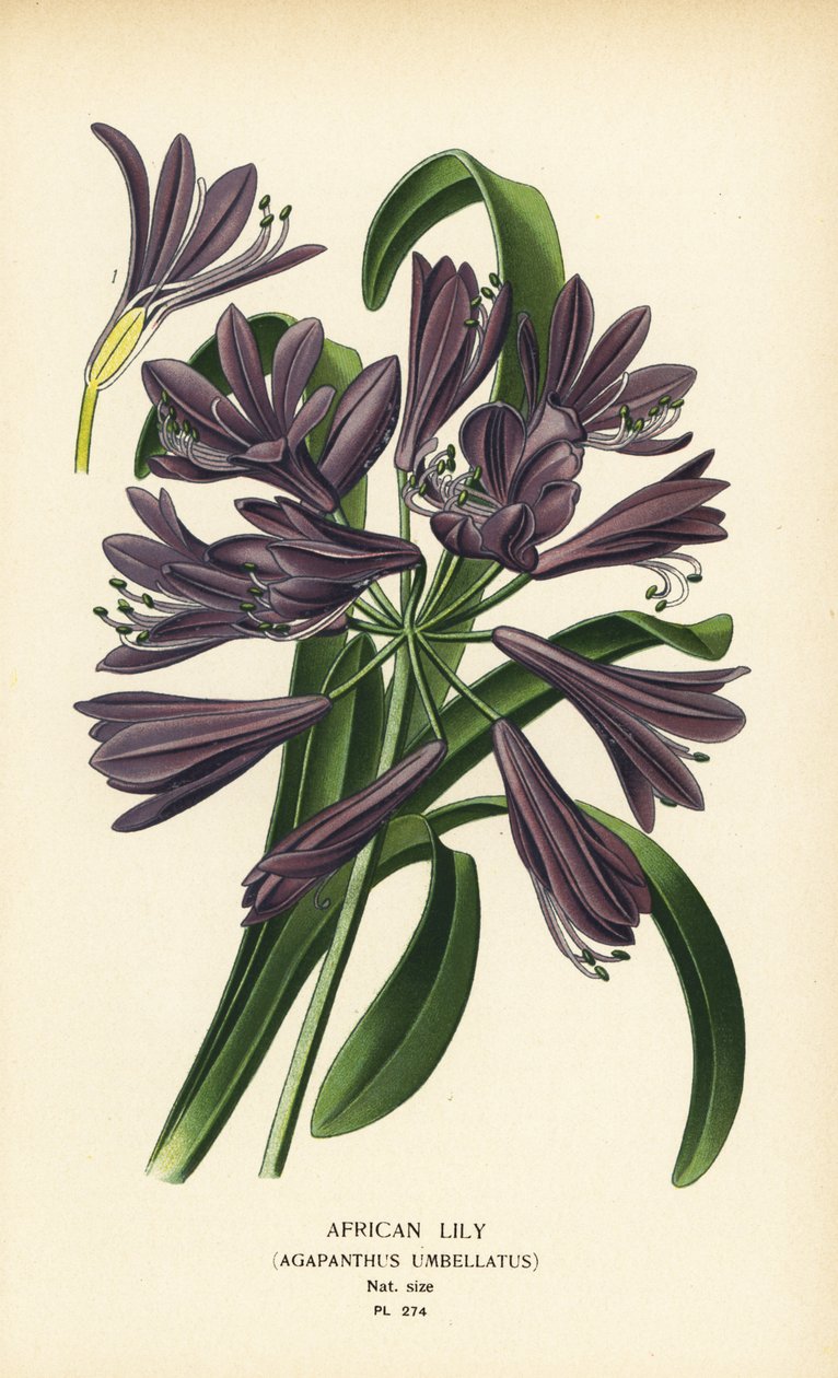 Afrikansk lilje, Agapanthus africanus (Agapanthus umbellatus). Kromolitografi fra en illustration af Desire Bois fra Edward Step
