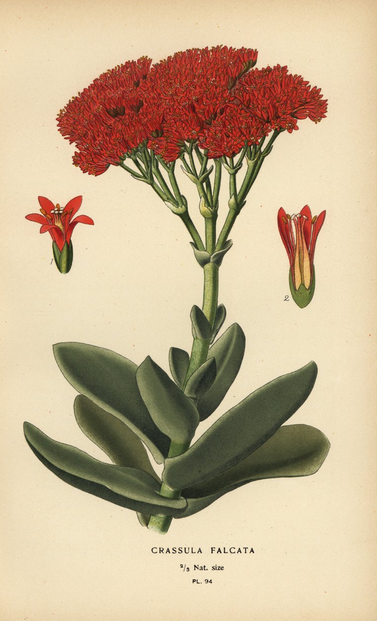 Flyplante, Crassula perfoliata var. kæben. af Désiré Georges Jean Marie Bois