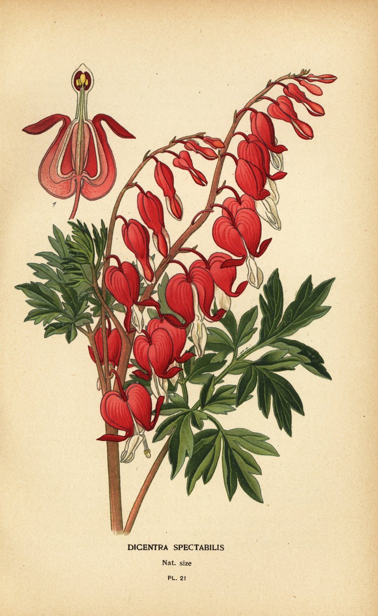 Asiatisk blødende hjerte, Lamprocapnos spectabilis. af Désiré Georges Jean Marie Bois
