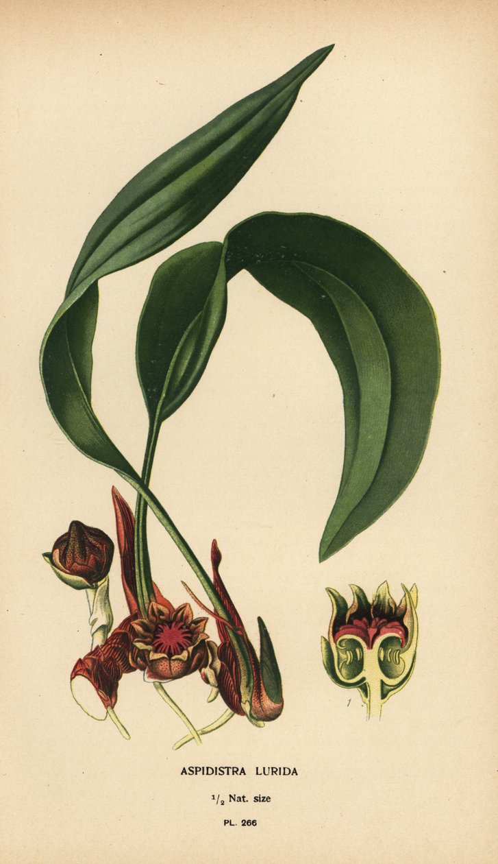 Aspidistra lurida. Kromolitografi fra en illustration af Desire Bois fra Edward Step