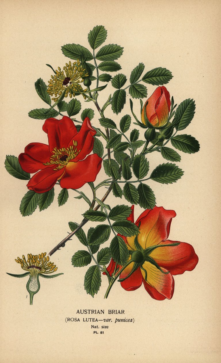 Østrigsk briar rose, Rosa lutea var. punicea. af Désiré Georges Jean Marie Bois