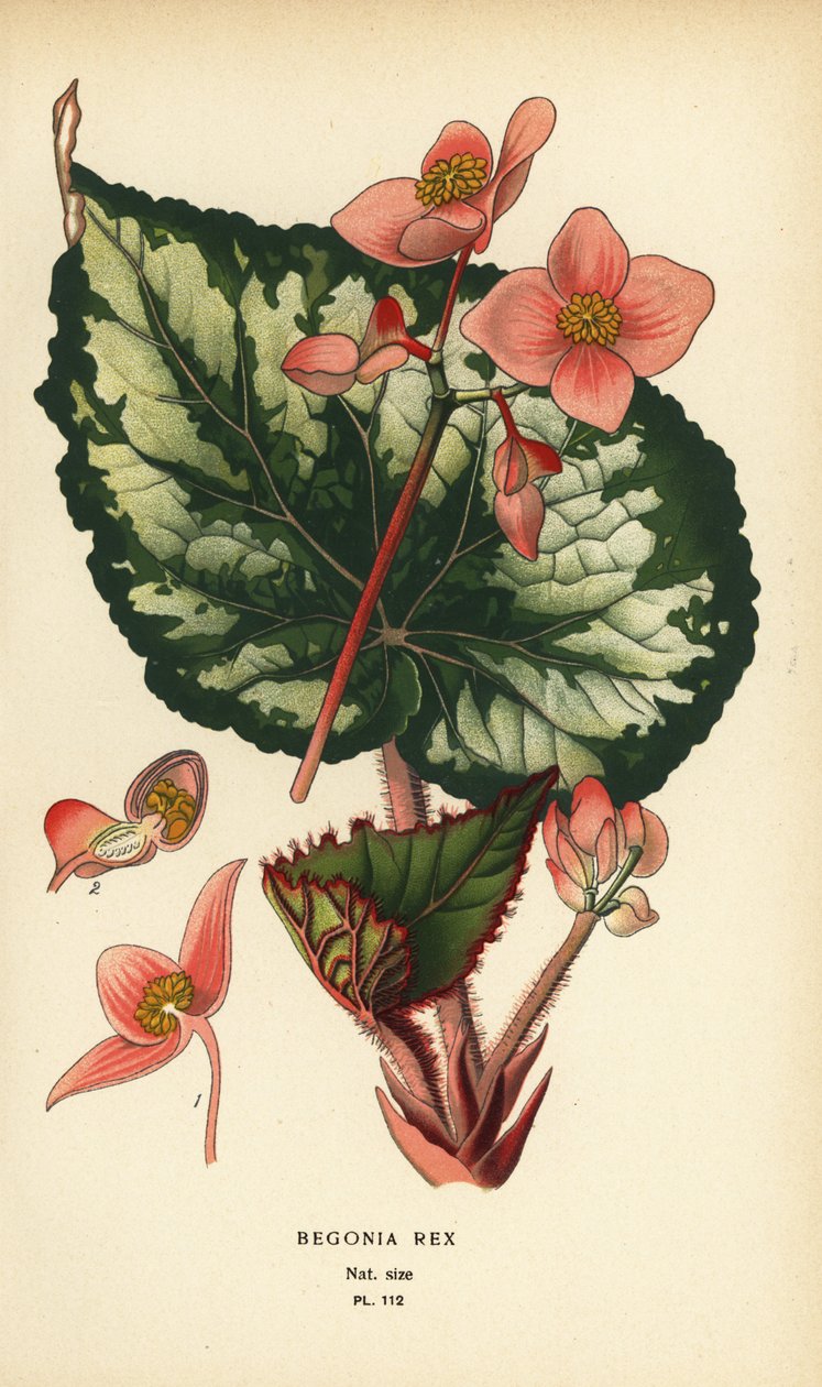 Begonia rex. af Désiré Georges Jean Marie Bois