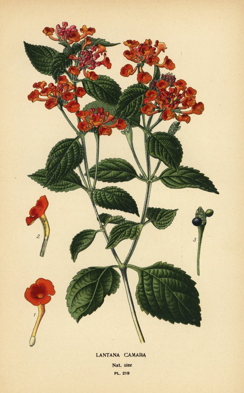 Stor salvie, ghaneri eller skovbær, Lantana camara. Kromolitografi fra en illustration af Desire Bois fra Edward Step