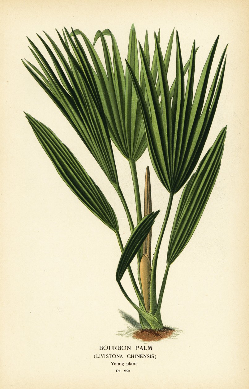 Bourbonpalme eller kinesisk viftepalme, Livistona chinensis. Kromolitografi fra en illustration af Desire Bois fra Edward Step