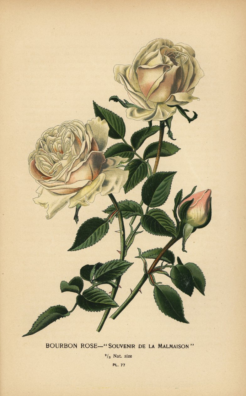 Bourbon rose, Souvenir fra Malmaison. af Désiré Georges Jean Marie Bois