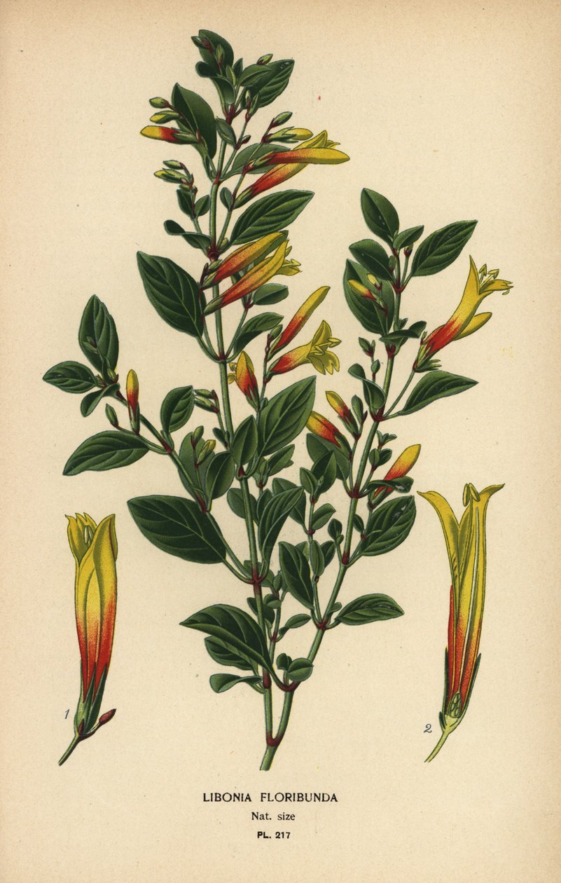 Brasiliansk fuchsia, Justicia floribunda (Libonia floribunda). Kromolitografi fra en illustration af Desire Bois fra Edward Step