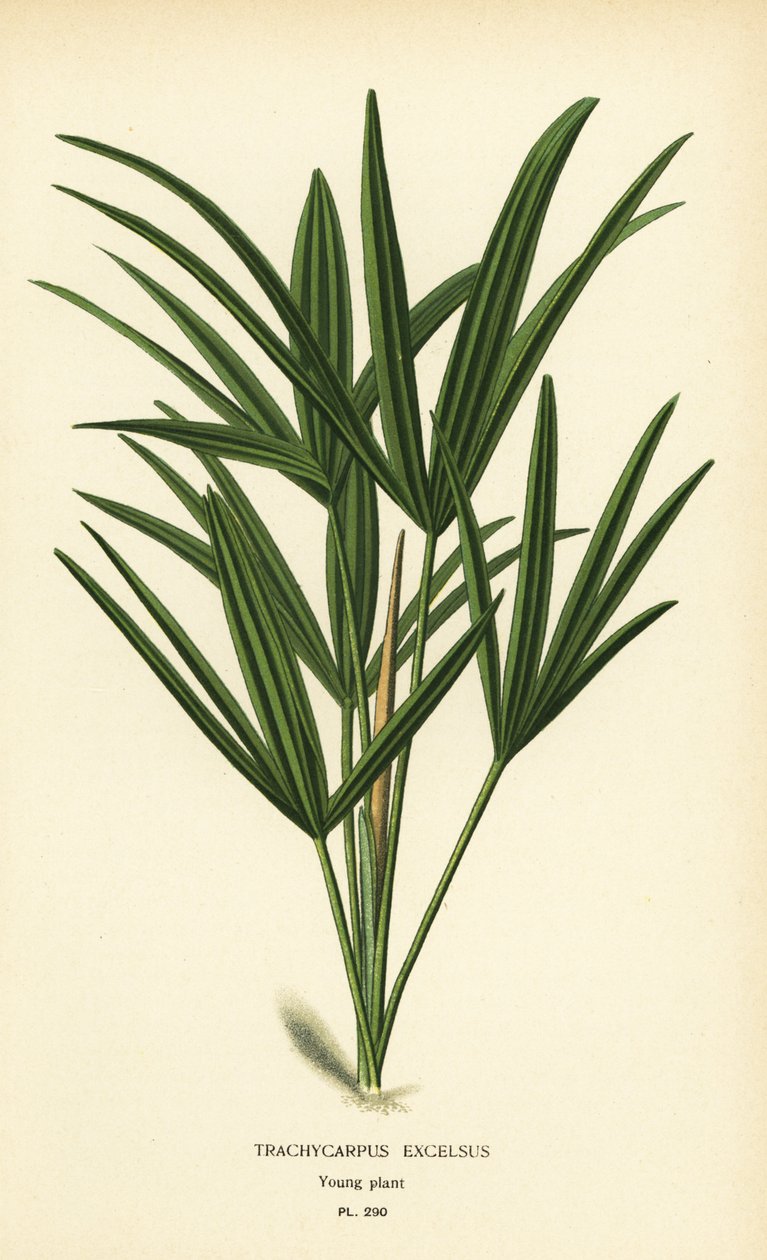 Bredbladet damepalme eller bambuspalme, Rhapis excelsa (Trachycarpus excelsus). Kromolitografi fra en illustration af Desire Bois fra Edward Step