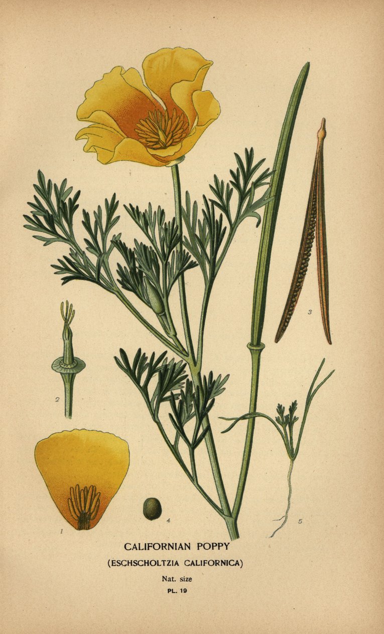 Californisk valmue, Eschscholzia californica af Désiré Georges Jean Marie Bois