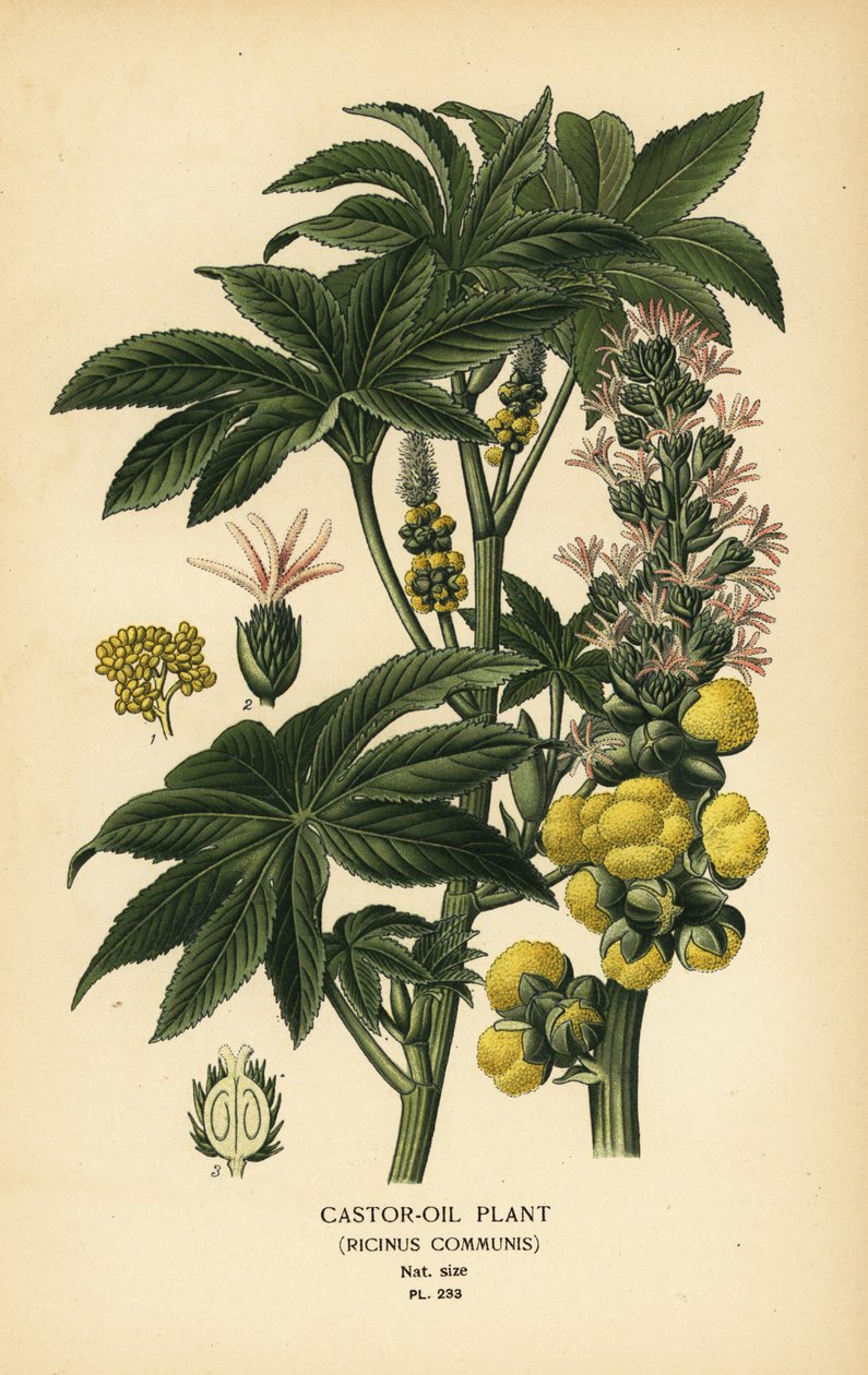 Ricinusolieplante, Ricinus communis. Kromolitografi fra en illustration af Desire Bois fra Edward Step