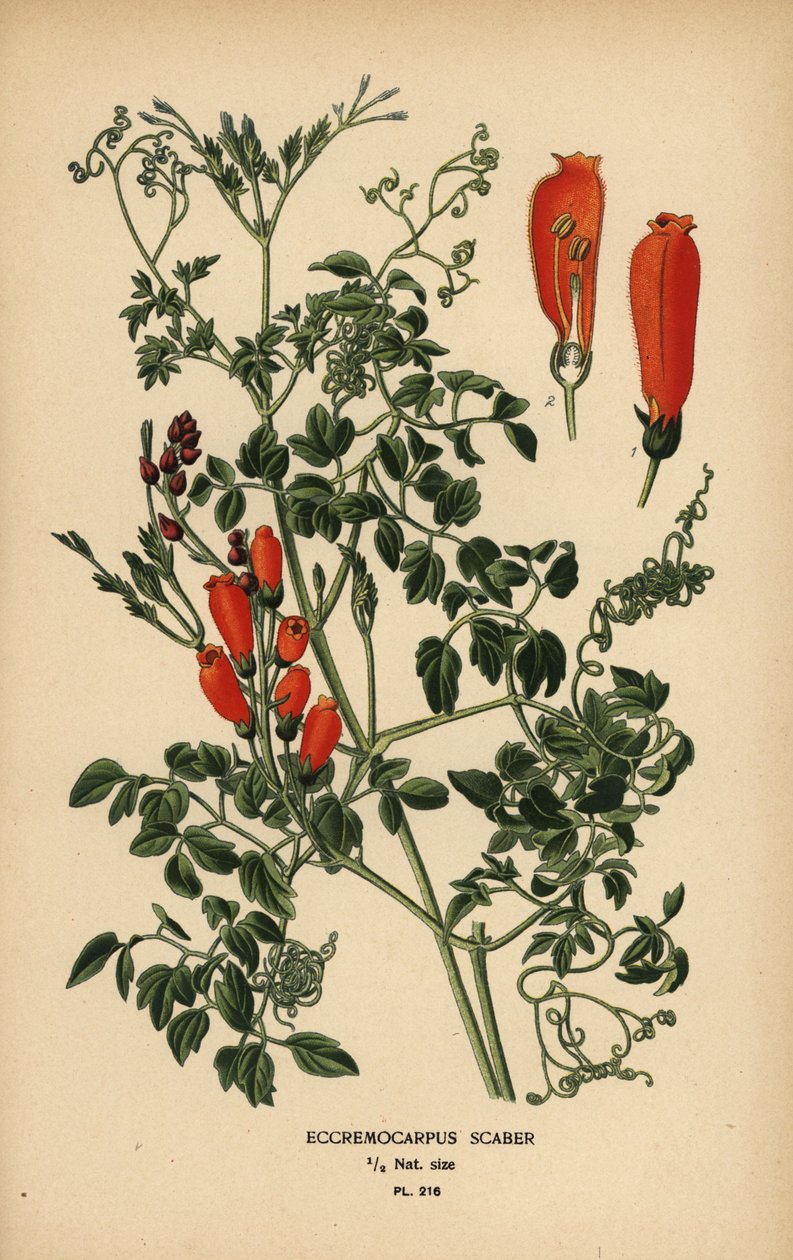 Chilensk herlighedsblomst, Eccremocarpus scaber. af Désiré Georges Jean Marie Bois
