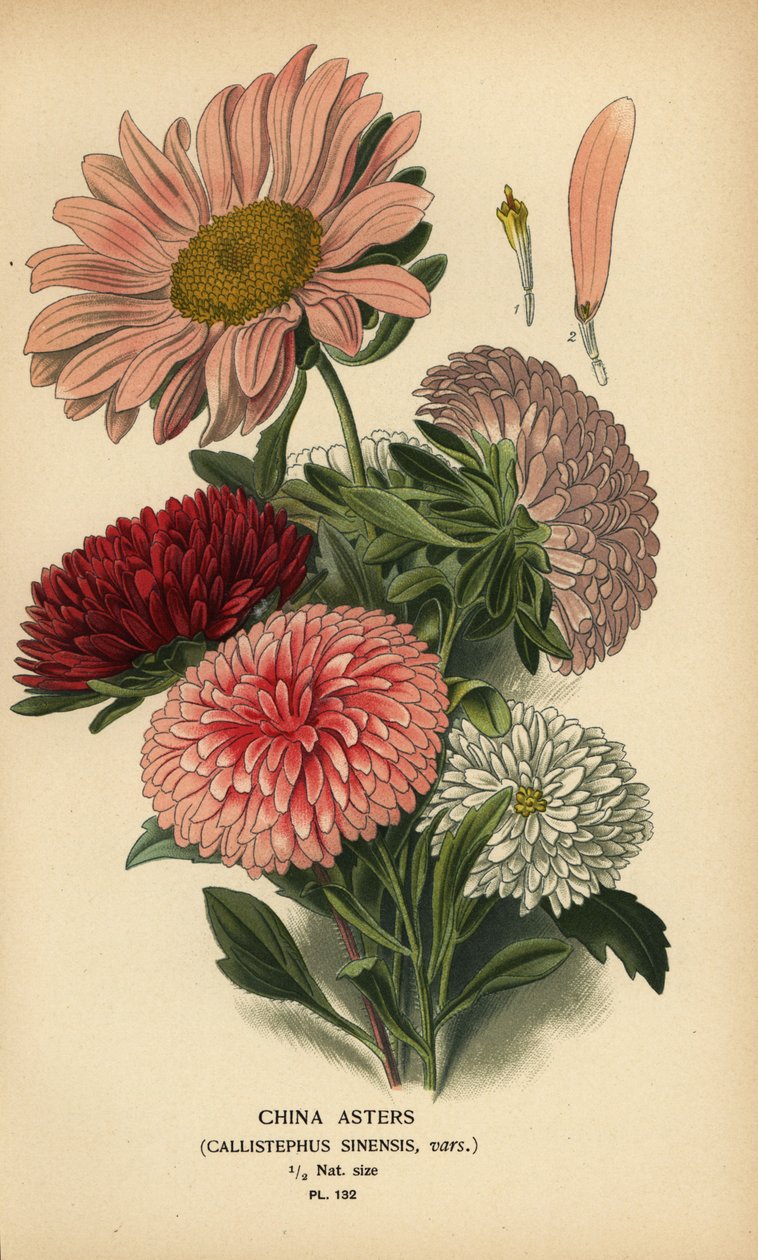 Kina aster sorter, Callistephus x sinensis. af Désiré Georges Jean Marie Bois