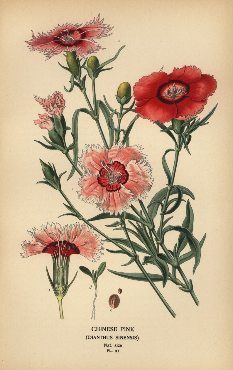 Kinesisk pink, Dianthus chinensis. af Désiré Georges Jean Marie Bois