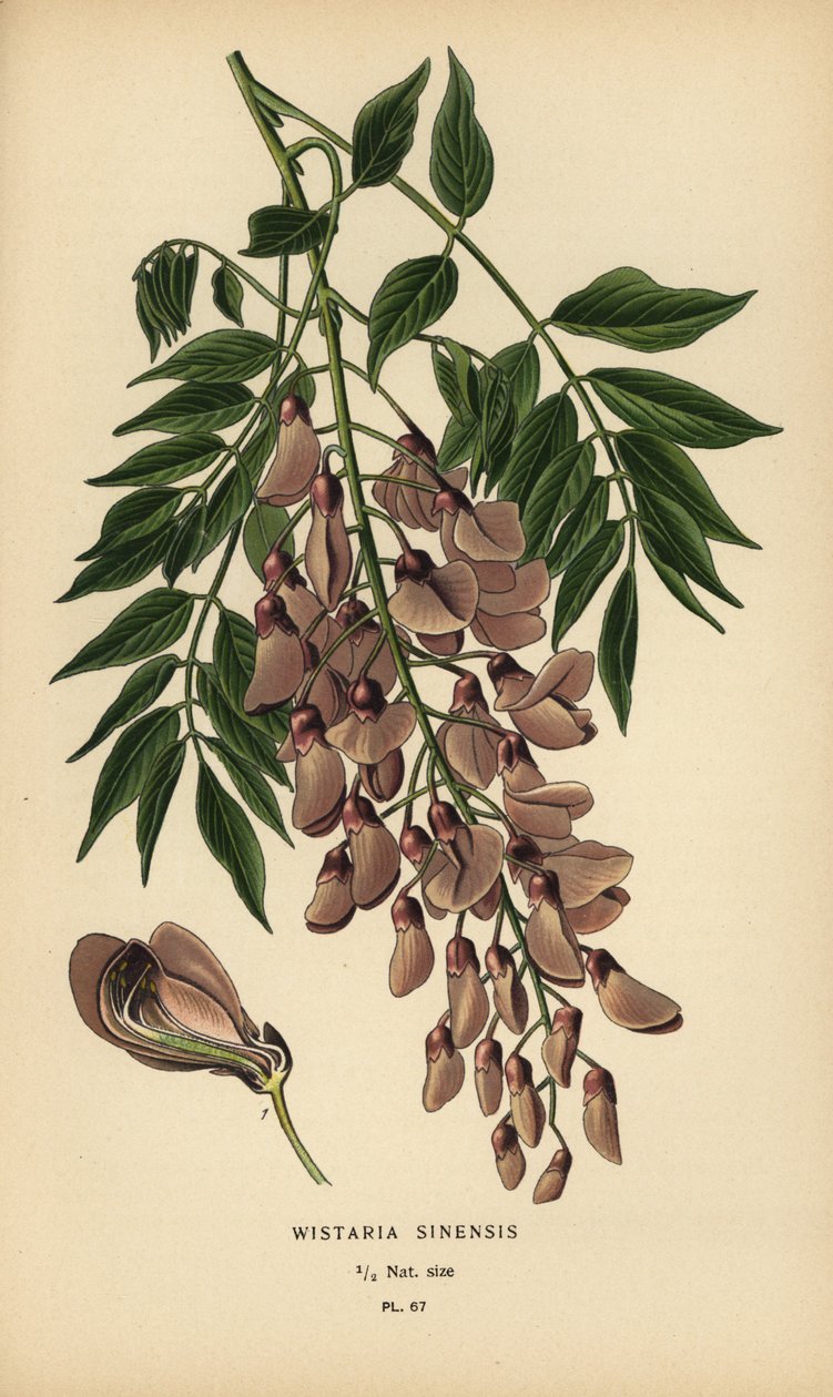 Kinesisk blåregn, Wisteria sinensis. af Désiré Georges Jean Marie Bois