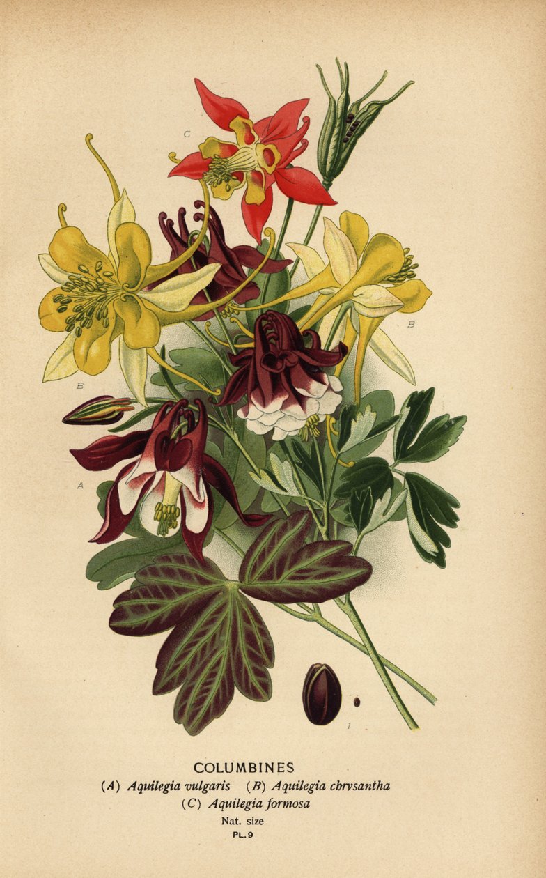 Akelejer, Aquilegia-arter. af Désiré Georges Jean Marie Bois
