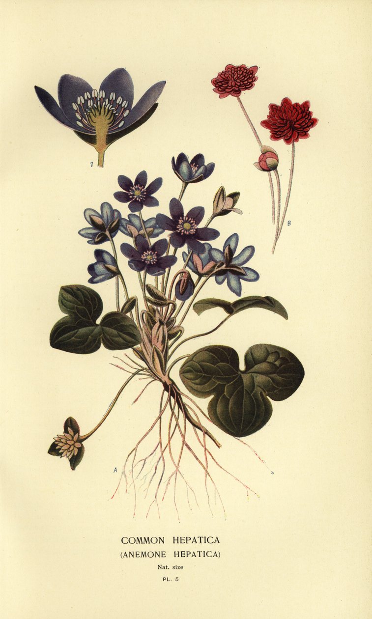 Almindelig hepatica, Anemone hepatica. af Désiré Georges Jean Marie Bois