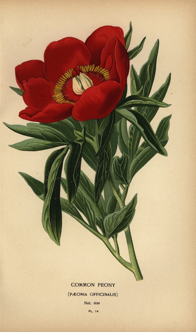 Almindelig pæon, Paeonia officinalis. af Désiré Georges Jean Marie Bois