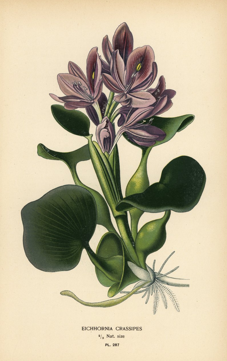 Almindelig vandhyacint, Eichhornia crassipes. Kromolitografi fra en illustration af Desire Bois fra Edward Step