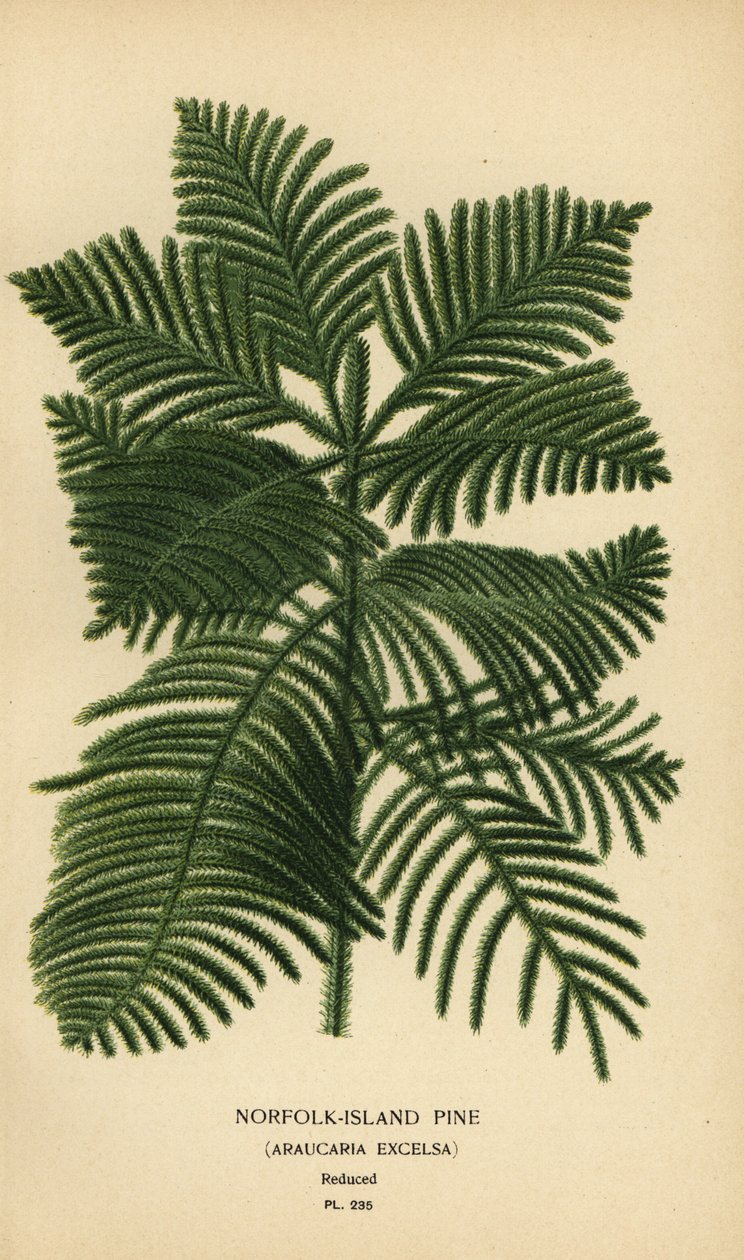 Kogfyr, Araucaria columnaris. (Norfolk Island pine, Araucaria excelsa). Kromolitografi fra en illustration af Desire Bois fra Edward Step