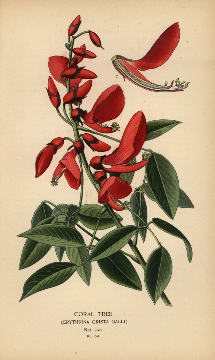 Koraltræ, Erythrina crista-galli. af Désiré Georges Jean Marie Bois