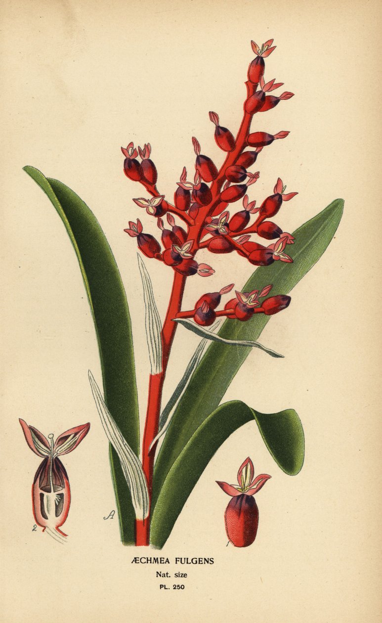 Koralbær, Aechmea fulgens. Kromolitografi fra en illustration af Desire Bois fra Edward Step